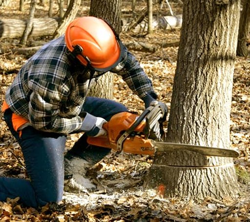Tree Removal in Woodville, TX